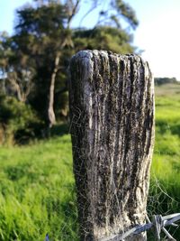 Close-up of tree stump on field