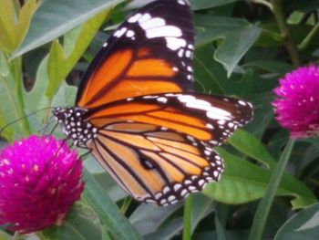 Close-up of butterfly pollinating flower