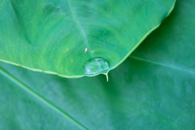 Close-up of water drops on green leaves