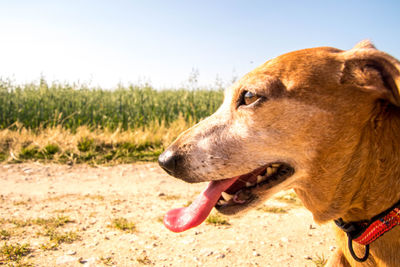 Close-up of dog looking away