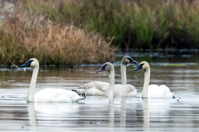 Swans swimming in lake