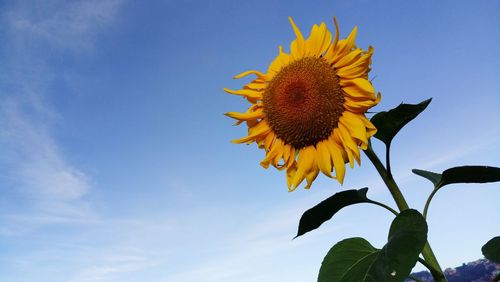 Low angle view of sunflower against sky