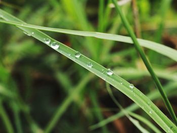 Close-up of wet grass