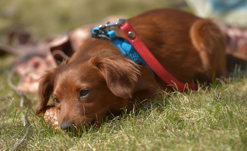 Dog lying on grass