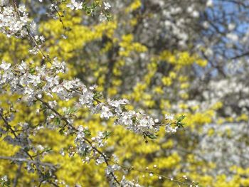 Close-up of yellow flowers on tree