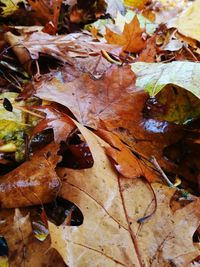 Close-up of fallen maple leaves