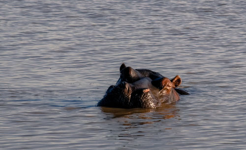 Turtle swimming in sea