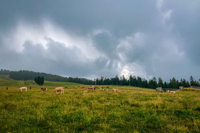 Scenic view of field against sky