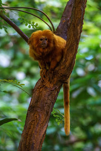 Low angle view of monkey on tree