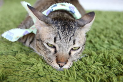 Close-up of cat lying on field