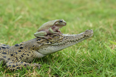 Close-up of lizard on grass