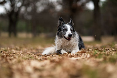 Portrait of dog running on land