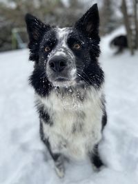 Portrait of dog on snow field