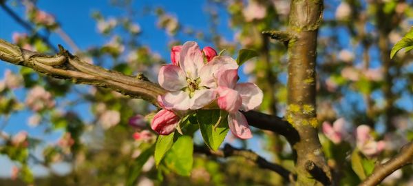 Close-up of pink cherry blossoms in spring