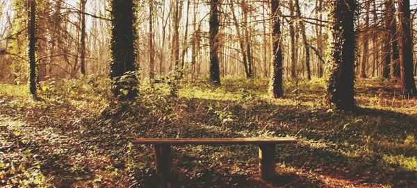 Trees in forest