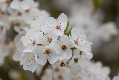 Close-up of white cherry blossoms