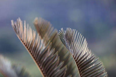 Close-up of palm leaf