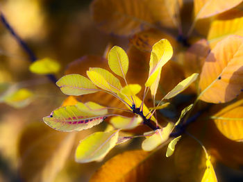 Close-up of yellow flowering plant leaves