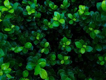 Full frame shot of plants