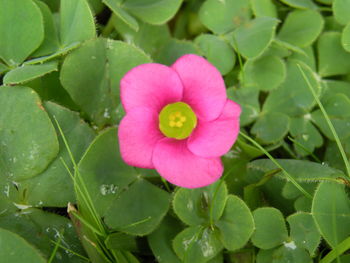 Close-up of pink flower blooming outdoors