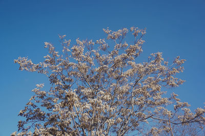 Low angle view of cherry blossom against blue sky