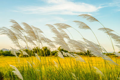 Plants growing on field against sky