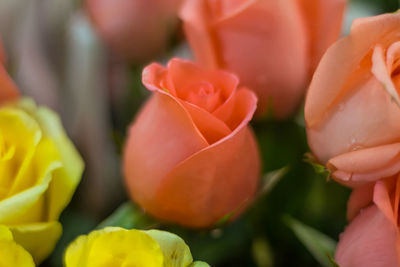 Close-up of orange roses