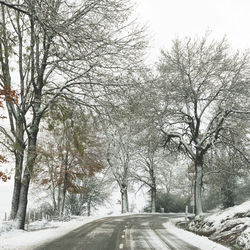 Empty country road along bare trees