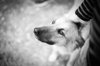 Close-up of man with dog