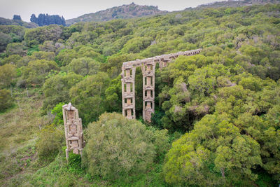 High angle view of trees in forest