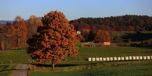 Trees on field against sky during autumn