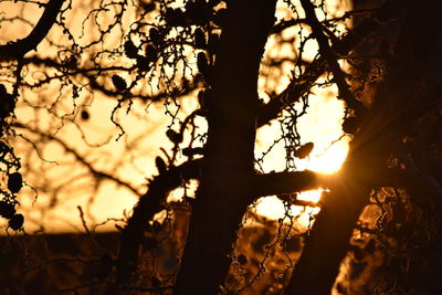 Sun shining through trees