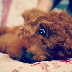 Close-up of dog sleeping