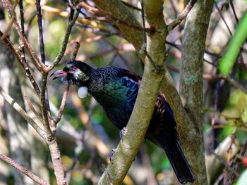 Close-up of bird perching on tree