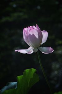 Close-up of pink lotus water lily