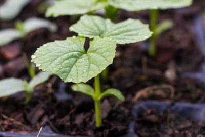 Close-up of fresh green leaves on field