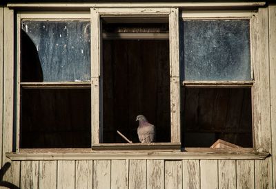 Bird on window of building