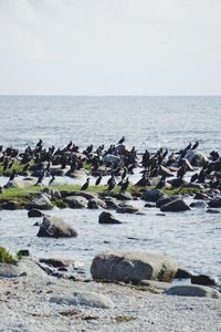 Birds perching on sea against sky during sunny day