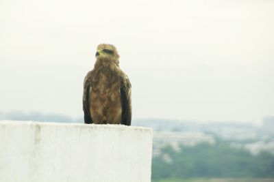 Close-up of bird perching on wooden post against sky