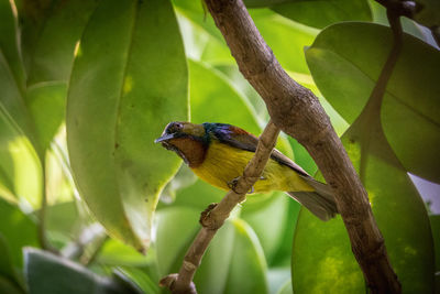 Bird perching on a tree