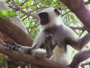 Low angle view of a monkey sitting on tree