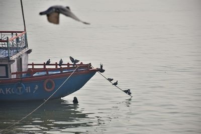 Seagulls flying over sea