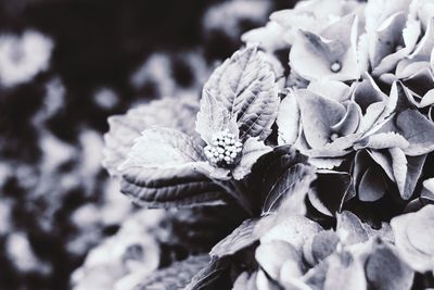 Close-up of flowering plant