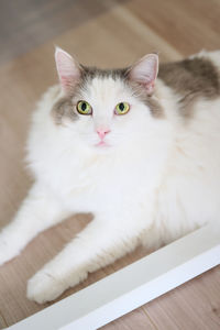 Close-up portrait of a cat