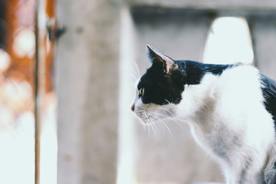 Close-up of a cat looking away