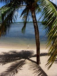 Palm trees on beach