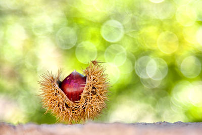 Close-up of fruit growing on plant