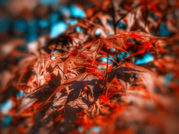 Close-up of leaves in autumn