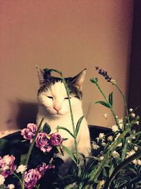 Close-up of cat by flowers against wall