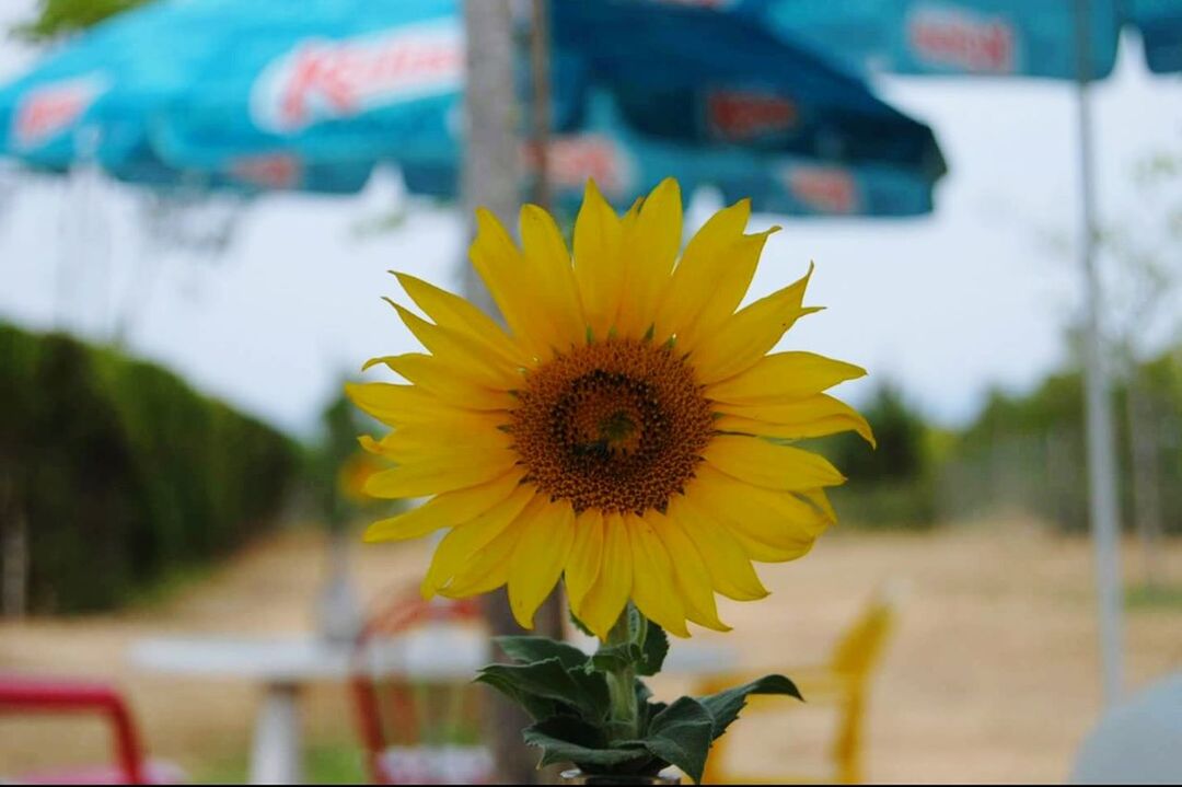 flower, yellow, petal, flower head, focus on foreground, fragility, freshness, close-up, blooming, beauty in nature, growth, pollen, plant, single flower, nature, in bloom, sunflower, outdoors, selective focus, day